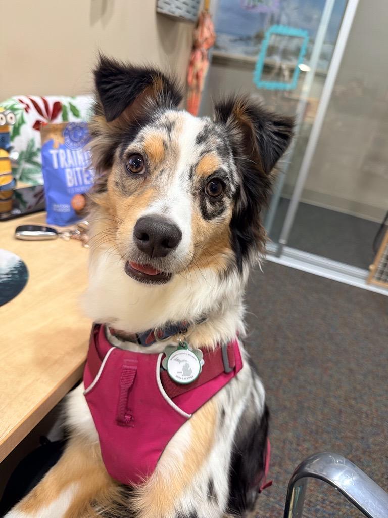 Cutest Little Pup Selfie